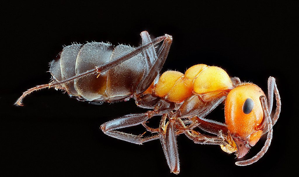 Ant Control service in Augusta, GA