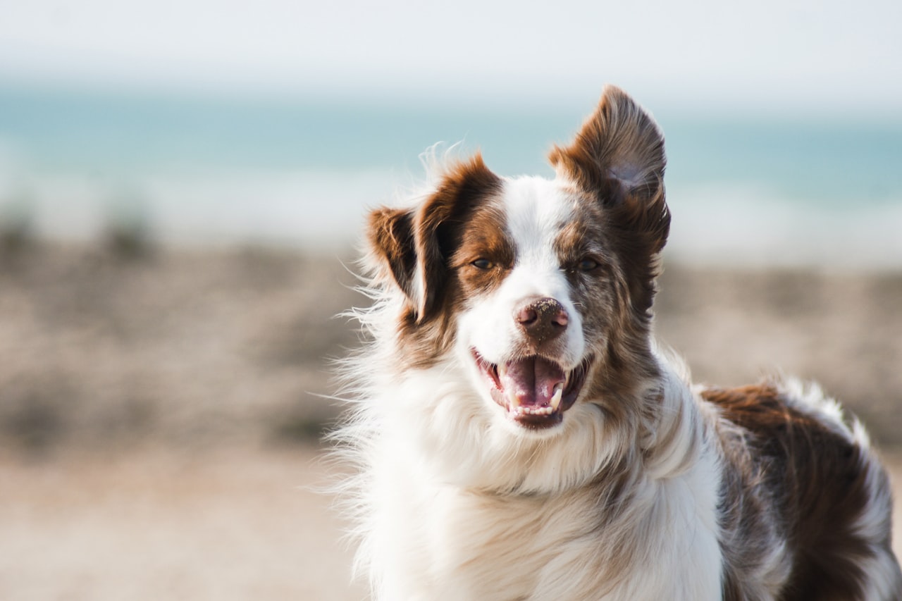 Flea & Tick Control service in Augusta, GA