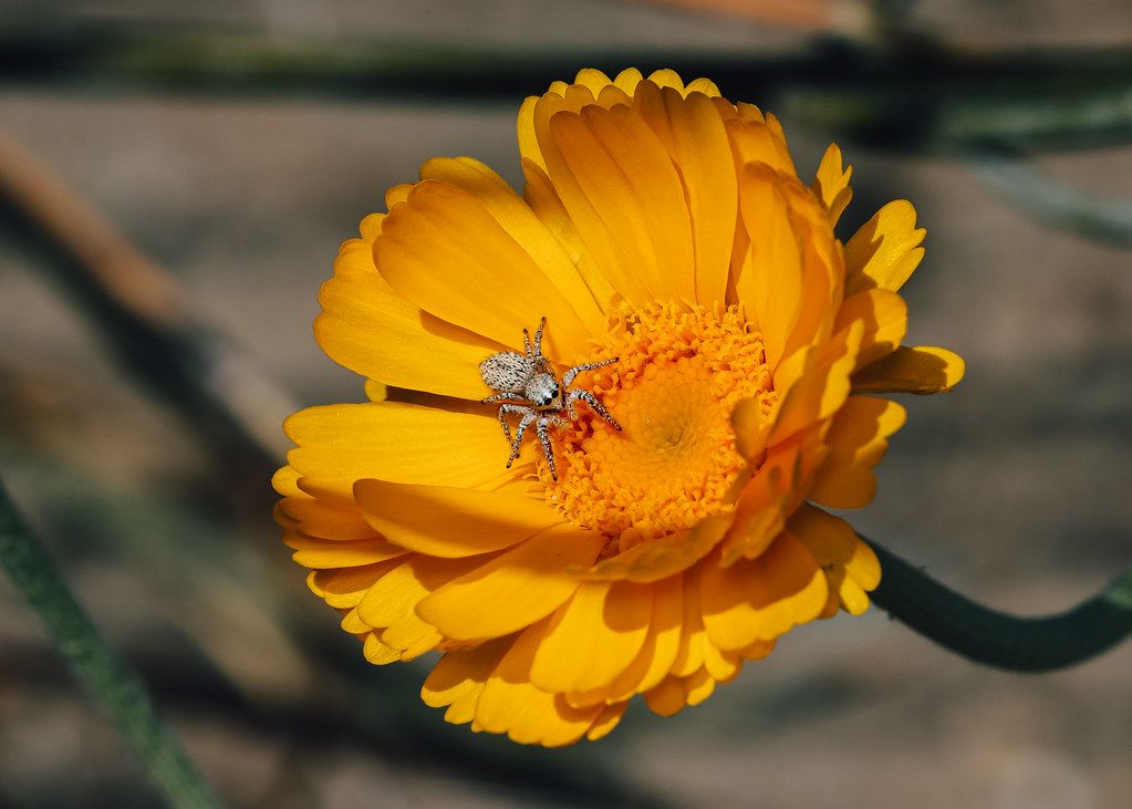 Spider Control service in Augusta, GA